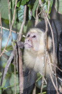 White-faced capuchin monkey (Cebus capucinus) in rainforest, Manuel Antonio National Park, Puntarenas Province, Costa Rica.