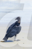 Black Vulture (Coragyps atratus), Manuel Antonio National Park, Puntarenas Province, Costa Rica.