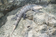 Black spiny tailed Iguana (Ctenosaur similis) crawling, Manuel Antonio National Park, Puntarenas Province, Costa Rica.