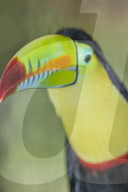 Keel-billed toucan (Ramphastos sulfuratus), Sarapiqui, Costa Rica, Central America