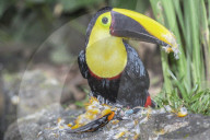 Chestnut-mandibled Toucan (Ramphastos swainsonii) feeding on a smaller bird, Sarapiqui, Costa Rica, Central America