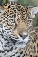 Close-up of an adult male Jaguar (Panthera onca), Costa Rica, Central America