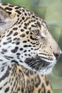 Close-up of an adult male Jaguar (Panthera onca), Costa Rica, Central America