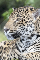 Close-up of an adult male Jaguar (Panthera onca), Costa Rica, Central America
