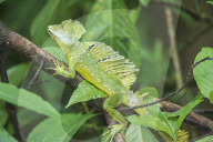 Plumed Basilisk (Basiliscus plumifrons) on a tree branch, Costa Rica, Central America