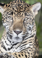 Close-up of an adult male Jaguar (Panthera onca), Costa Rica, Central America
