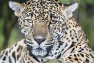 Close-up of an adult male Jaguar (Panthera onca), Costa Rica, Central America