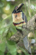 Collared Aracari (Pteroglossus torquatus) perched on tree, Sarapiqui, Costa Rica, Central America