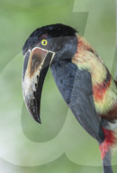 Collared Aracari (Pteroglossus torquatus), Sarapiqui, Costa Rica, Central America
