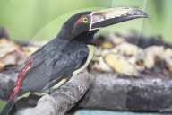 Collared Aracari (Pteroglossus torquatus) perched on tree, Sarapiqui, Costa Rica, Central America
