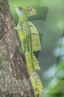 Plumed Basilisk (Basiliscus plumifrons) moving up tree, Costa Rica, Central America