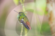 Rufous-tailed hummingbird (Amazilia tzacatl) on branch, Sarapiqui, Costa Rica, Central America