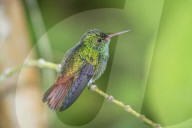 Rufous-tailed hummingbird (Amazilia tzacatl) on branch, Sarapiqui, Costa Rica, Central America