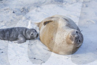 Southern Elephant Seal (Mirounga leonina), female with her pup, Sea Lion Island, Falkland Islands, South America