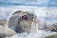 Southern elephant seal (Mirounga leonina) male on a sandy beach, Sea Lion Island, Falkland Islands, South America