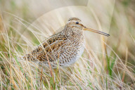 South American snipe (Gallinago paraguaiae), Sea Lion Island, Falkland Islands, South America