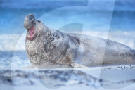 Southern elephant seal (Mirounga leonina) male roaring, Sea Lion Island, Falkland Islands, South America
