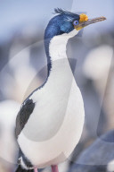 Imperial shag (Leucocarbo atriceps), Sea Lion Island, Falkland Islands, South America