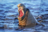 Southern elephant seal (Mirounga leonina) male roaring, Sea Lion Island, Falkland Islands, South Atlantic, South America