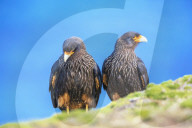 Striated Caracara (Phalcoboenus australis) pair, Sea Lion Island, Falkland Islands, South America
