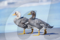 Steamer ducks (Tachyeres brachypterus) walking, Sea Lion Island, Falkland Islands, South America