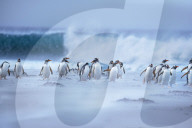 Gentoo Penguins (Pygocelis papua papua) walking on the beach, Sea Lion Island, Falkland Islands, South America