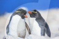 Two Rockhopper penguins (Eudyptes chrysocome chrysocome) showing affection, Sea Lion Island, Falkland Islands, South America