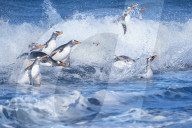 Gentoo penguins (Pygocelis papua papua) jumping out of the water, Sea Lion Island, Falkland Islands, South America