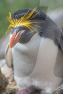 Close-up of a macaroni penguin (Eudyptes chrysolophus), East Falkland, Falkland Islands, South America