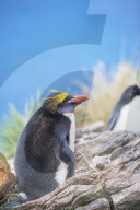 Macaroni penguin (Eudyptes chrysolophus) on a rocky islet, East Falkland, Falkland Islands,