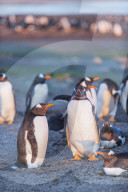 Gentoo penguins (Pygoscelis papua papua), Sea Lion Island, Falkland Islands, South America