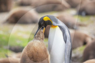 An adult King penguin (Aptenodytes patagonicus) feeding its chick, East Falkland, Falkland Islands, South America