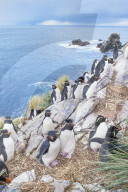 Group of rockhopper penguins (Eudyptes chrysocome chrysocome) on a rocky islet, East Falkland, Falkland Islands, South America