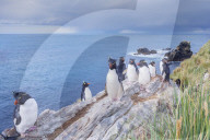 Group of rockhopper penguins (Eudyptes chrysocome chrysocome) on a rocky islet, East Falkland, Falkland Islands, South America