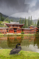 United States of America, Hawaii, Oahu island, Byodo-in Japanese temple