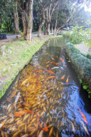United States of America, Hawaii, Oahu island, Byodo-in Japanese temple