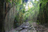 United States of America, Hawaii, Maui island, Haleakala National Park, hikers on Pipiwai trail, bamboo forest