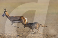 Blackbacked jackal (Canis mesomelas) chasing springbok, Kgalagadi transfrontier park, South Africa