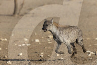 Spotted hyena (Crocuta crocuta), Kgalagadi transfrontier park, South Africa