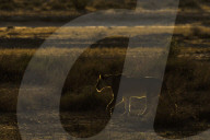 Lioness (Panthera leo), Kgalagadi transfrontier park, South Africa