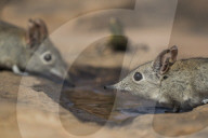 Eastern rock elephant shrews (Elephantulus myurus) drinking, Tuli game reserve, Botswana,