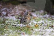 Fieldfare (Turdus pilaris), Northumberland national park, UK
