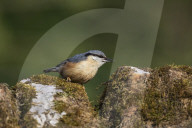 Nuthatch (Sitta europaea), Northumberland national park, UK