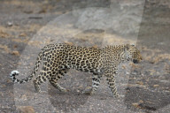 Leopard (Panthera pardus) female, Mashatu game reserve, Botswana