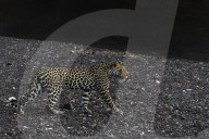 Leopard (Panthera pardus) female, Mashatu game reserve, Botswana