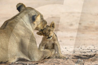 Lioness (Panthera leo) grooming cub, Kgalagadi transfrontier park, South Africa