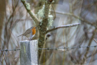 Robin (Erithacus rubecula), Northumberland national park, UK