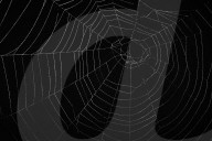 Orb web spider's web (family Araneidae), Sidwood, Kielder Forest, Northumberland national park, UK