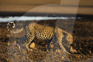 Leopard (Panthera pardus) female, Kgalagadi transfrontier park, South Africa
