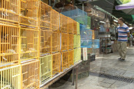 Bird Market, Mong Kok, Kowloon, Hong Kong